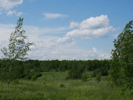 The forest in the summer. Lots of green grass and trees. Sunny day.の写真素材