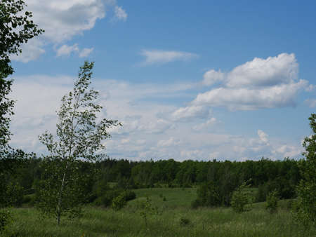 The forest in the summer. Lots of green grass and trees. Sunny day.の写真素材