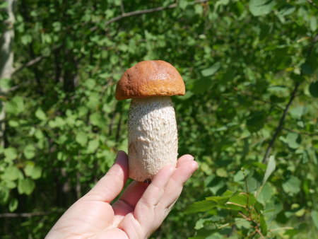 Mushroom in the grass. Summer. Forest. Closeupの写真素材