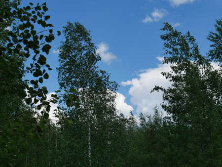 The forest in the summer. Lots of green grass and trees. Sunny day.の写真素材