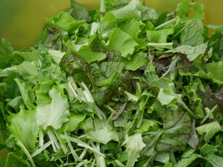 Chopped greens for green salad. Fresh.の写真素材
