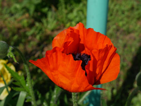 Poppy flower in the garden. Summer. Green grass. Closeの写真素材
