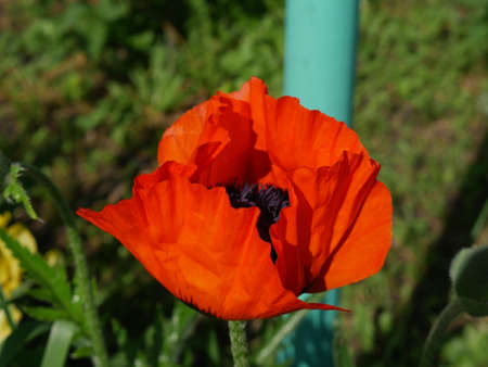 Poppy flower in the garden. Summer. Green grass. Closeの写真素材