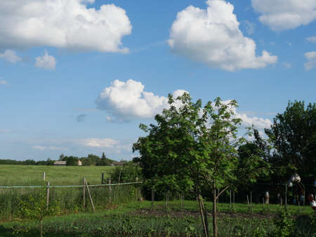 Rural landscape. Blue sky and white clouds. Sunny day. Summer.の写真素材