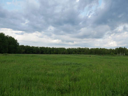 Field and forest. Lots of grass. The clouds. Summerの写真素材