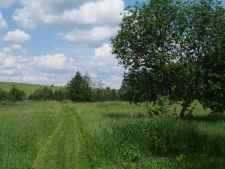 Rural landscape. Blue sky and white clouds. Sunny day. Summer. Lots of grass.の写真素材
