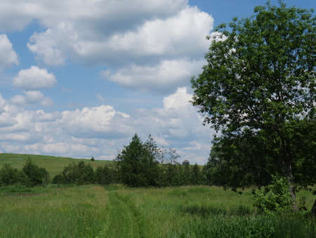 Rural landscape. Blue sky and white clouds. Sunny day. Summer. Lots of grass.の写真素材