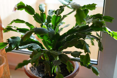Home flower in a pot on the windowsill. Sunny dayの写真素材