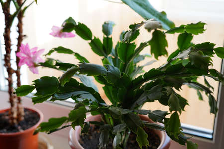 Home flower in a pot on the windowsill. Sunny dayの写真素材