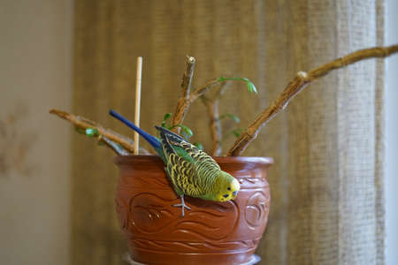 Green and yellow budgie playing at home. Home environment.の写真素材