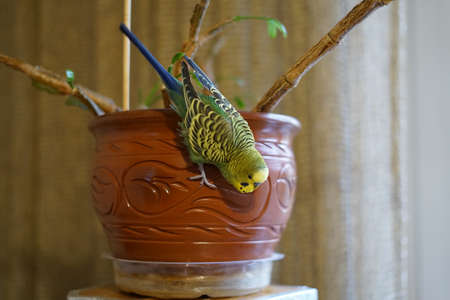 Green and yellow budgie playing at home. Home environment.の写真素材