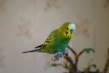 Yellow-green budgie sitting on a branch. Age 1 year. In the room. Cute.の写真素材