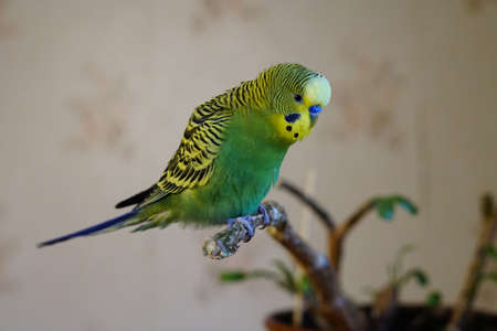 Yellow-green budgie sitting on a branch. Age 1 year. In the room. Cute.の写真素材