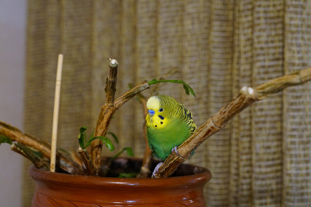 Yellow-green budgie sitting on a branch. Age 1 year. In the room. Cute.