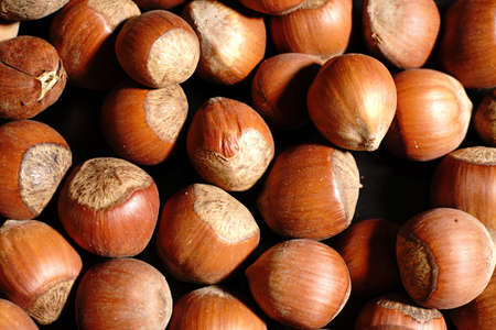 Hazelnut. Nuts in their shells. Dim lights.の写真素材