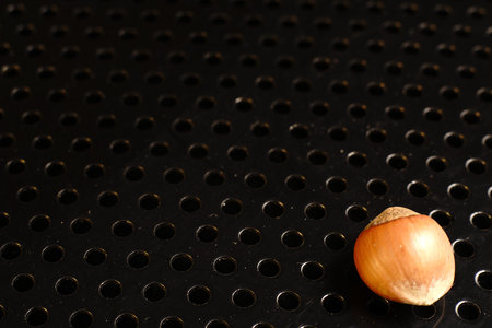One hazelnut in the shell. On a metallic black background. Closeup. The light was dim.