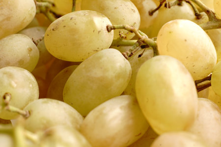 Soft green-yellow grapes. Branch. Close.の写真素材