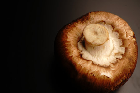 Mushrooms on a black background. Dim lights. Close.の写真素材