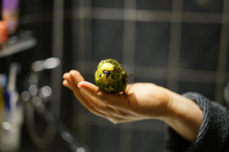 Young yellow-green budgie after swimming. All wet. It sits on your arm. Home environment.