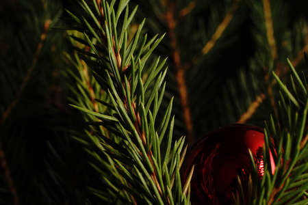 Christmas tree branch on a black background. Close. Dim lights.の写真素材