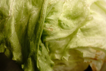 Cabbage. Closeup. The light was dim. On a black background.の写真素材