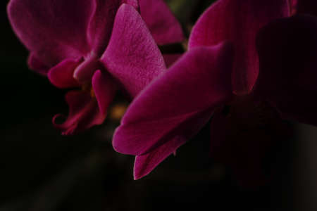 The home orchid flower has opened a bud. On a black background.の写真素材