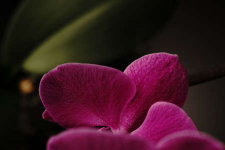 The home orchid flower has opened a bud. On a black background.の写真素材