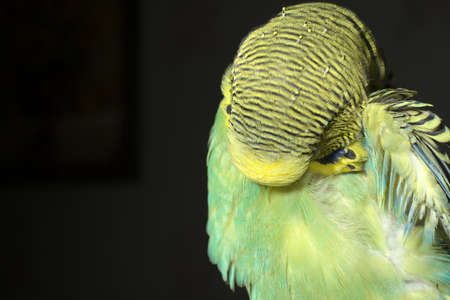 A yellow-green budgie itches on a black background. Closeup.の写真素材
