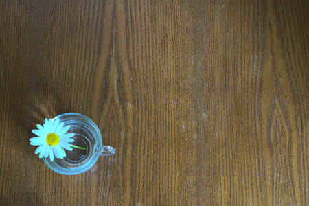 The concept of tenderness and romance. On a wooden table stands a chamomile in a clear glass.の写真素材