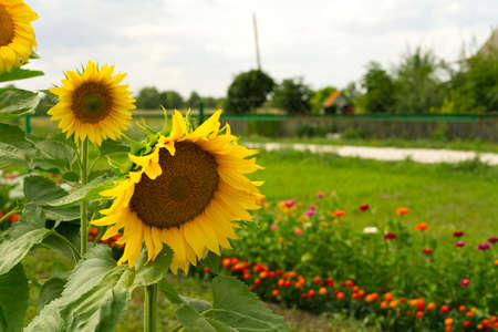 Sunflowers are close in summer. There are various flowers in the background. A summer day. Soft light.の写真素材