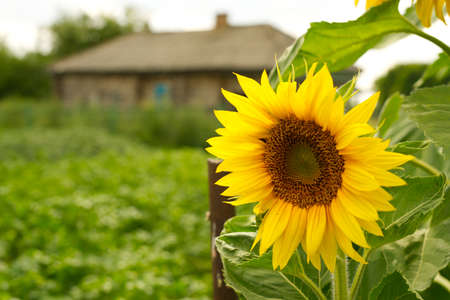 Sunflowers are close in summer. In the background is an old village house. A summer day. Soft light.の写真素材