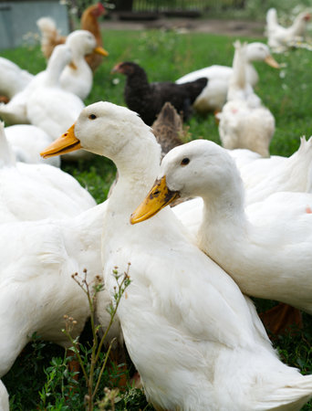 White ducks in the yard of a private farm. Chickens are visible in the background. Summer. Vertical snapshotの写真素材