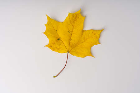 An autumn leaf of bright yellow color lies on a white background.の写真素材