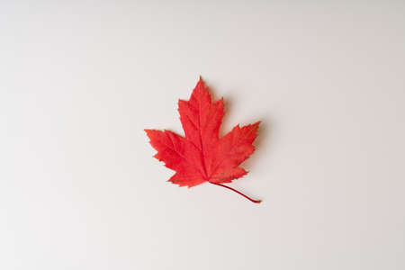 Red autumn leaf on a white background.の写真素材