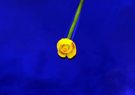 Surreal yellow flower in bright blue water.