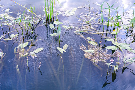 Aquatic vegetation sticks out of the lake water
