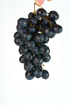 A branch of black juicy grapes weighs on a white background closeup. Vertical snapshotの写真素材