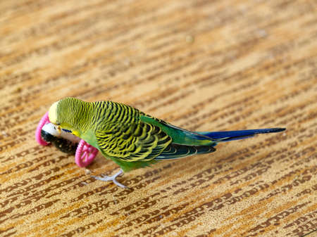 MOSCOW, RUSSIA-October 22, 2021: A cute yellow-green budgie is playing on the floor with his favorite toy. Closeのeditorial素材