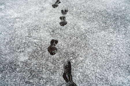 Footprints in the snow in early winter. On the eve of the new yearの写真素材