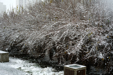 Winter park and large bushes without leaves. Snow is falling.