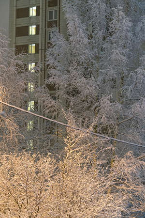 Trees covered with snow in the city on a winter evening. Vertical snapshotの写真素材