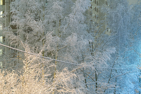 Trees covered with snow in the city on a winter evening. There is a residential building in the...
