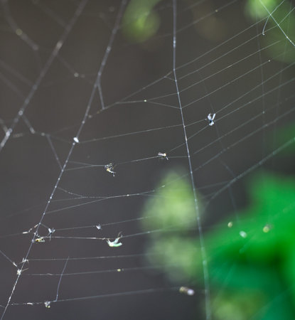 Web from the spider closeup. Summerの写真素材
