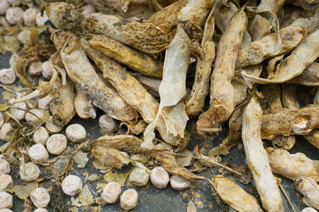 Already ripened and dried peas and husks from it closeupの写真素材