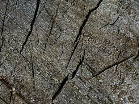 The texture of an old cracked stump closeupの写真素材