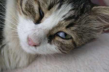 Portrait of a cat with a character. One eye is open.の写真素材