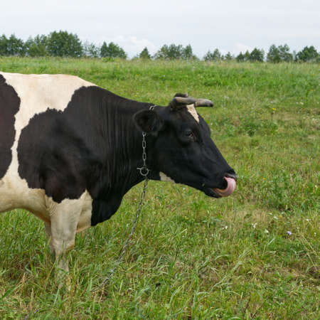A white and black cow stands and licks its tongue on a green meadow in summer.の写真素材