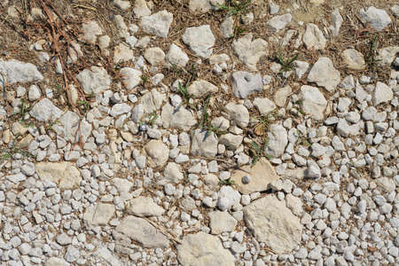 Texture of pebbles of different sizes and dried grassの写真素材