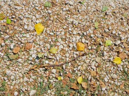 Texture of light pebbles and yellow birch leavesの写真素材