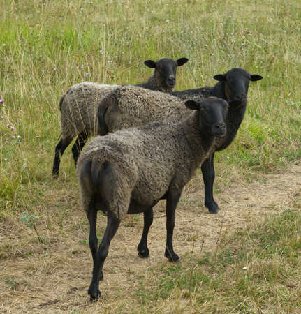 Sheep on a green meadow in summer. Closeの写真素材
